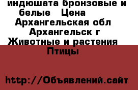 индюшата бронзовые и белые › Цена ­ 500 - Архангельская обл., Архангельск г. Животные и растения » Птицы   